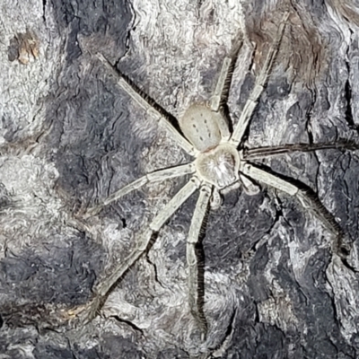 Isopeda sp. (genus) (Huntsman Spider) at Block 402 - 10 Feb 2022 by tpreston