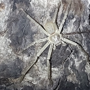 Isopeda sp. (genus) at Stromlo, ACT - 10 Feb 2022 09:47 PM