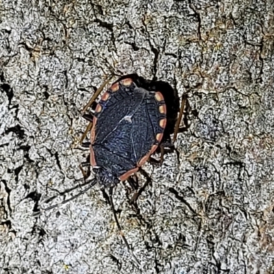 Diemenia rubromarginata (Pink-margined bug) at Block 402 - 10 Feb 2022 by trevorpreston