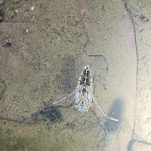 Notonectidae (family) at Stromlo, ACT - 10 Feb 2022 09:22 PM