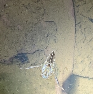 Notonectidae (family) at Stromlo, ACT - 10 Feb 2022 09:22 PM