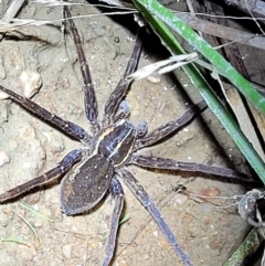 Pisauridae (family) (Water spider) at Block 402 - 10 Feb 2022 by trevorpreston