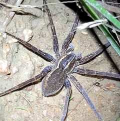 Pisauridae (family) at Stromlo, ACT - 10 Feb 2022 09:21 PM