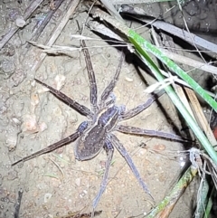 Pisauridae (family) at Stromlo, ACT - 10 Feb 2022 09:21 PM