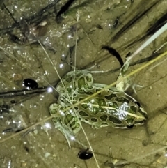 Limnodynastes tasmaniensis (Spotted Grass Frog) at Stromlo, ACT - 10 Feb 2022 by trevorpreston