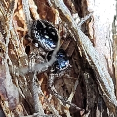 Tharpyna campestrata (Country Crab Spider) at Denman Prospect 2 Estate Deferred Area (Block 12) - 10 Feb 2022 by tpreston