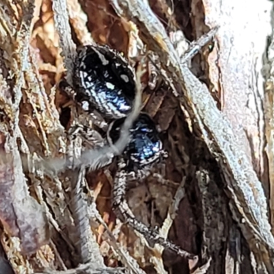 Tharpyna campestrata (Country Crab Spider) at Piney Ridge - 10 Feb 2022 by tpreston