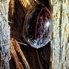 Paropsisterna nigerrima (Leaf beetle, Button beetle) at Block 402 - 10 Feb 2022 by trevorpreston