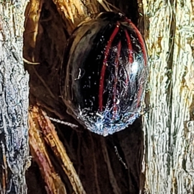 Paropsisterna nigerrima (Leaf beetle, Button beetle) at Piney Ridge - 10 Feb 2022 by tpreston