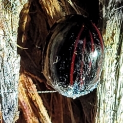 Paropsisterna nigerrima at Molonglo Valley, ACT - 10 Feb 2022