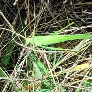 Polichne parvicauda at Molonglo Valley, ACT - 10 Feb 2022