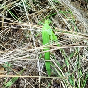 Polichne parvicauda at Molonglo Valley, ACT - 10 Feb 2022