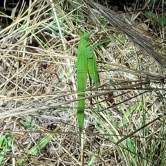 Polichne parvicauda at Molonglo Valley, ACT - 10 Feb 2022