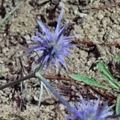 Eryngium ovinum (Blue Devil) at Molonglo Valley, ACT - 10 Feb 2022 by trevorpreston