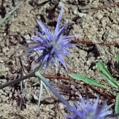 Eryngium ovinum (Blue Devil) at Block 402 - 10 Feb 2022 by trevorpreston