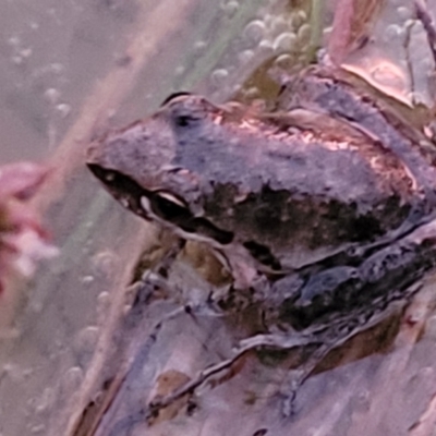 Litoria latopalmata (Broad-palmed Tree-frog) at Block 402 - 10 Feb 2022 by trevorpreston