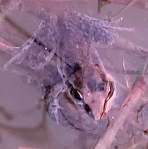 Litoria latopalmata at Molonglo Valley, ACT - 10 Feb 2022