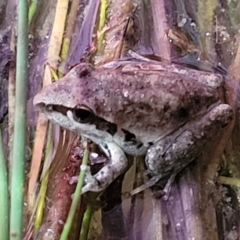 Litoria latopalmata (Broad-palmed Tree-frog) at Molonglo Valley, ACT - 10 Feb 2022 by trevorpreston