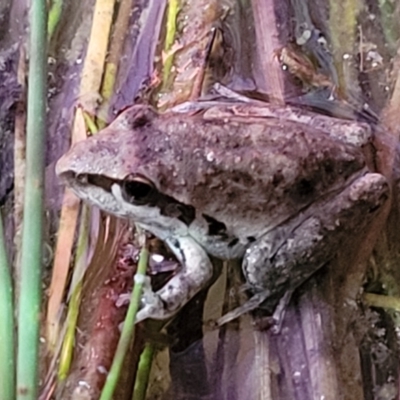 Litoria latopalmata (Broad-palmed Tree-frog) at Molonglo Valley, ACT - 10 Feb 2022 by trevorpreston