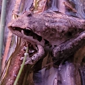 Litoria latopalmata at Molonglo Valley, ACT - 10 Feb 2022