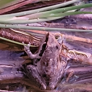 Litoria latopalmata at Molonglo Valley, ACT - 10 Feb 2022