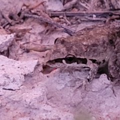 Litoria latopalmata at Molonglo Valley, ACT - 10 Feb 2022
