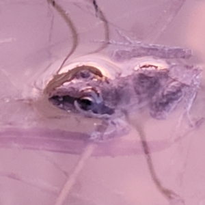 Litoria latopalmata at Molonglo Valley, ACT - 10 Feb 2022