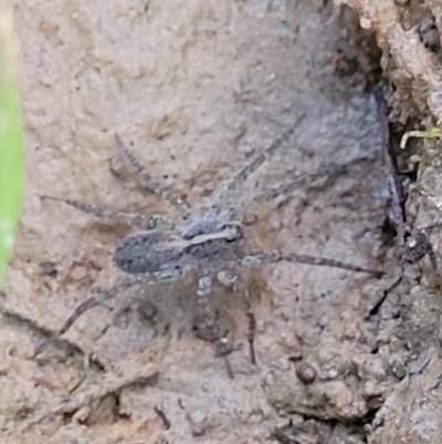 Pisauridae (family) (Water spider) at Block 402 - 10 Feb 2022 by trevorpreston