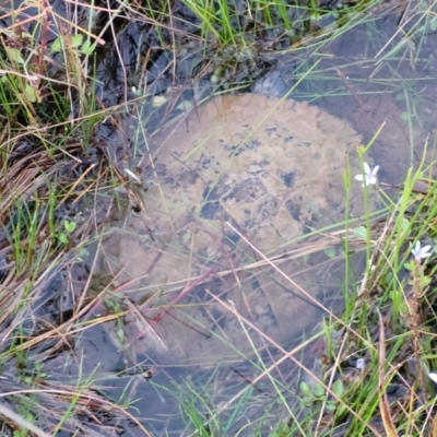 Chelodina longicollis (Eastern Long-necked Turtle) at Block 402 - 10 Feb 2022 by trevorpreston