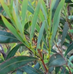 Acacia rubida (Red-stemmed Wattle, Red-leaved Wattle) at Block 402 - 10 Feb 2022 by trevorpreston