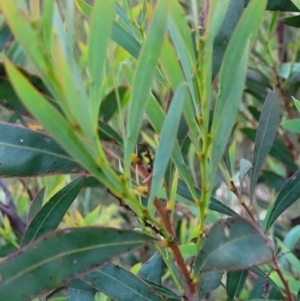 Acacia rubida at Molonglo Valley, ACT - 10 Feb 2022 07:52 PM