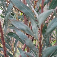 Acacia rubida at Molonglo Valley, ACT - 10 Feb 2022