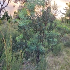 Acacia rubida at Molonglo Valley, ACT - 10 Feb 2022