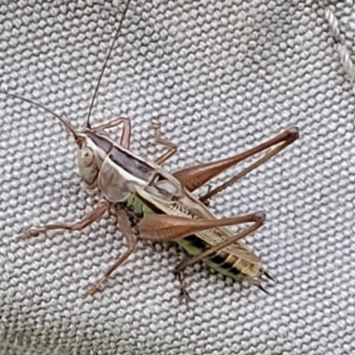 Conocephalus semivittatus (Meadow katydid) at Molonglo Valley, ACT - 10 Feb 2022 by trevorpreston