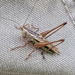 Conocephalus semivittatus at Molonglo Valley, ACT - 10 Feb 2022