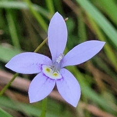 Isotoma fluviatilis subsp. australis (Swamp Isotome) at Molonglo Valley, ACT - 10 Feb 2022 by trevorpreston