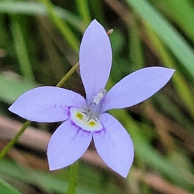 Isotoma fluviatilis subsp. australis (Swamp Isotome) at Molonglo Valley, ACT - 10 Feb 2022 by tpreston