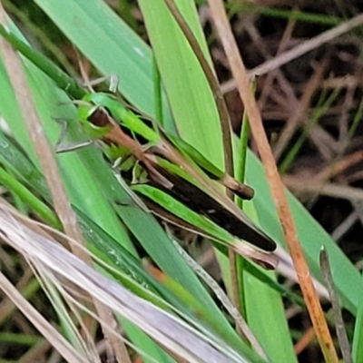 Caledia captiva (grasshopper) at Molonglo Valley, ACT - 10 Feb 2022 by trevorpreston