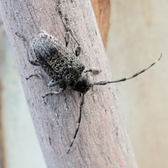 Ancita australis (Longicorn or longhorn beetle) at Molonglo Valley, ACT - 10 Feb 2022 by trevorpreston