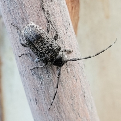 Ancita australis (Longicorn or longhorn beetle) at Block 402 - 10 Feb 2022 by trevorpreston