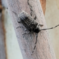 Ancita australis at Molonglo Valley, ACT - 10 Feb 2022