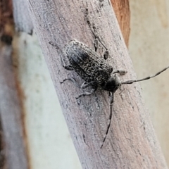 Ancita australis at Molonglo Valley, ACT - 10 Feb 2022 07:48 PM