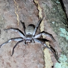 Isopeda (genus) (Huntsman Spider) at Stromlo, ACT - 10 Feb 2022 by trevorpreston