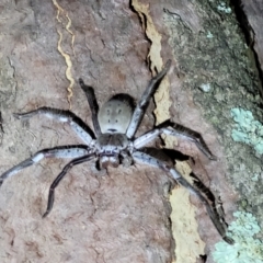 Isopeda sp. (genus) (Huntsman Spider) at Block 402 - 10 Feb 2022 by tpreston