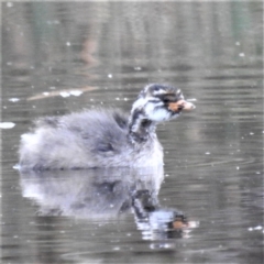 Tachybaptus novaehollandiae (Australasian Grebe) at Molonglo Valley, ACT - 10 Feb 2022 by HelenCross