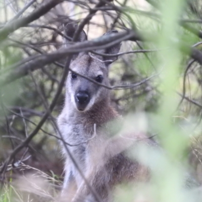 Notamacropus rufogriseus (Red-necked Wallaby) at Denman Prospect 2 Estate Deferred Area (Block 12) - 10 Feb 2022 by HelenCross