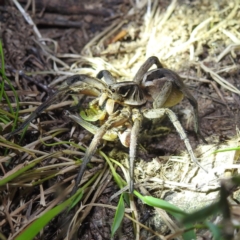 Tasmanicosa sp. (genus) (Unidentified Tasmanicosa wolf spider) at Block 402 - 10 Feb 2022 by HelenCross