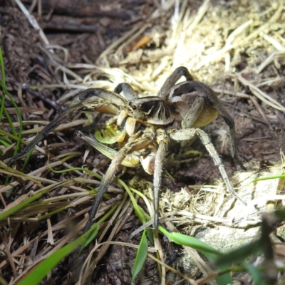 Tasmanicosa sp. (genus) (Unidentified Tasmanicosa wolf spider) at Block 402 - 10 Feb 2022 by HelenCross