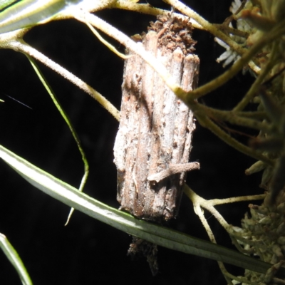 Clania lewinii (Lewin's case moth) at Piney Ridge - 10 Feb 2022 by HelenCross
