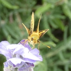 Ocybadistes walkeri at Queanbeyan, NSW - 9 Feb 2022